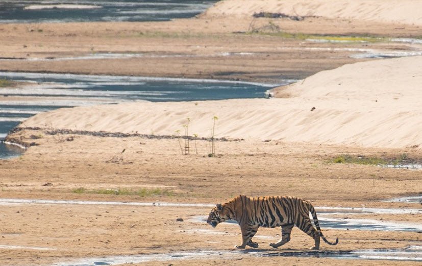 Sanjay Dubri Wildlife Sanctuary